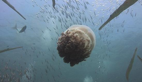 小鱼藏身水母腹中 利用巨大水母伞面抵挡管口