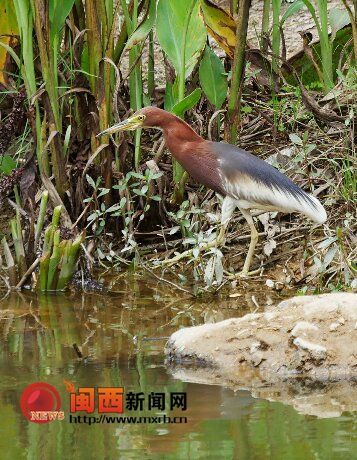 龙岩石锣鼓湿地公园的精灵--池鹭