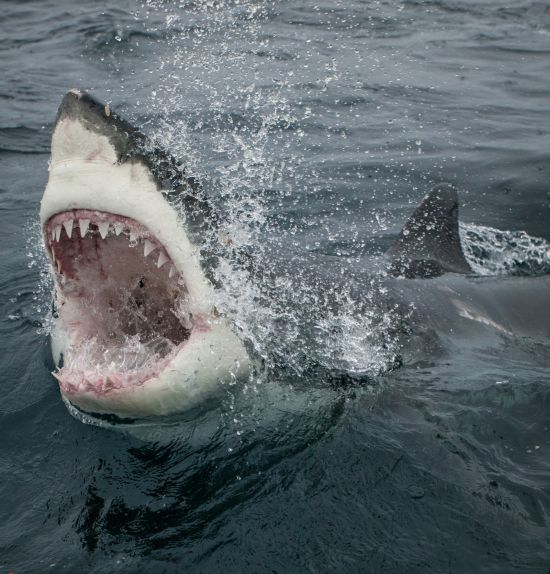 摄影师近距离拍摄大白鲨 利齿獠牙令人惊恐