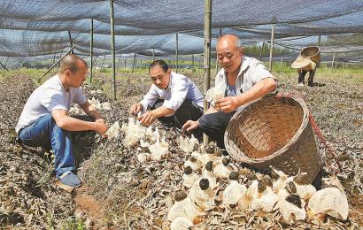 纳溪区白节镇回虎村的竹荪种植户在竹林基地采摘竹荪. 杨涛 摄