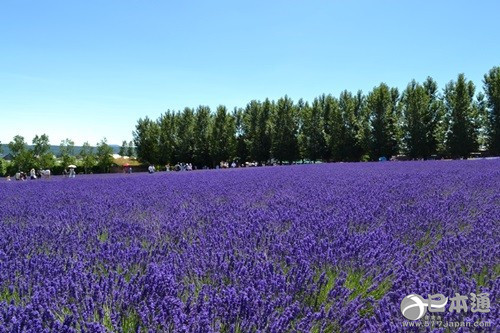 北海道 富良野 薰衣草花田