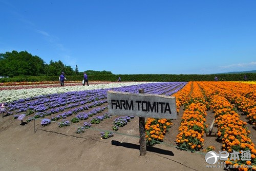 北海道 富良野 薰衣草花田