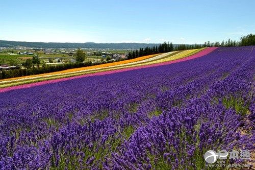 北海道 富良野 薰衣草花田