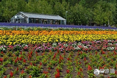 北海道 富良野 薰衣草花田