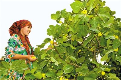 新疆阿图什无花果:树上结出糖包子