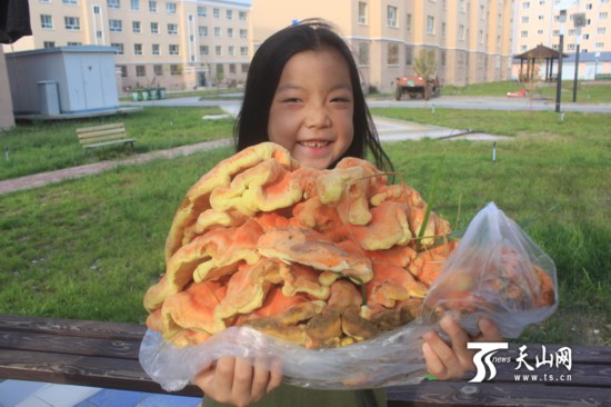 新疆现巨型柳树菇 色泽金黄气味芳香重达5.6千