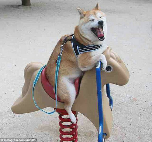 萌翻！日本柴犬蕩秋千笑容燦爛