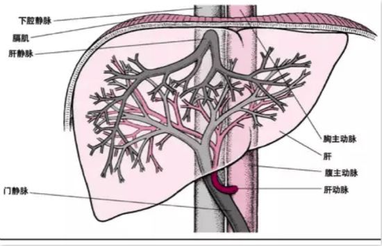 肝脏供血示意图(图片来源:人民网)
