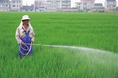 南通海门水稻虫害防治正当时 农户喷洒农药