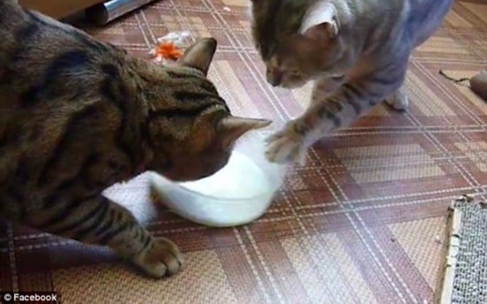 俄两只小猫轮流抢奶喝有条不紊滑稽可爱