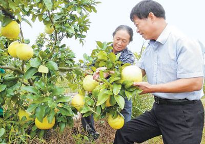 老总是柚子_柚子卡通图片(3)