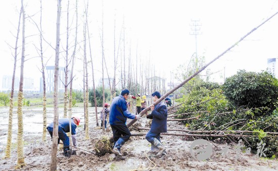 盐城大丰园林工人栽植景观苗木 扮靓城市--人民