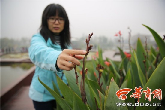 王莲上扔烟头硬币 西安新植物园试开园一月 很