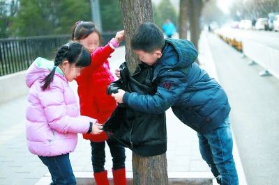 孩子们为啥给大树穿棉袄?