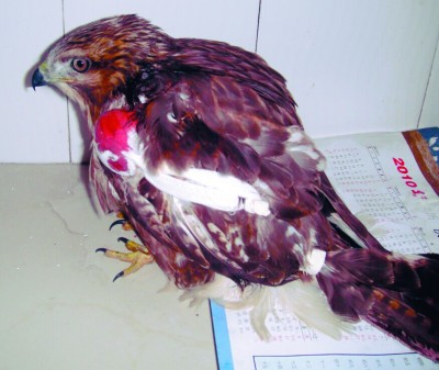 翅膀外缘部位会受伤;而被弹弓或弩枪打伤的猛禽大多是在翅膀中间部位