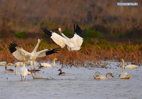 CHINA-POYANG LAKE-MIGRATORY BIRDS(CN)