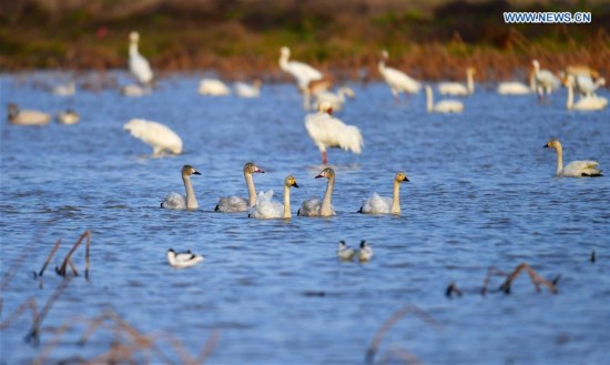 CHINA-POYANG LAKE-MIGRATORY BIRDS(CN)