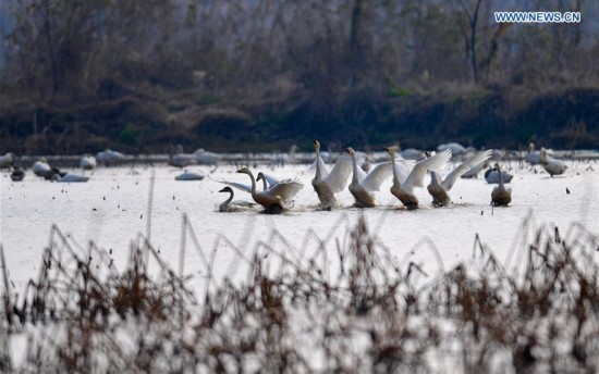 CHINA-POYANG LAKE-MIGRATORY BIRDS(CN)