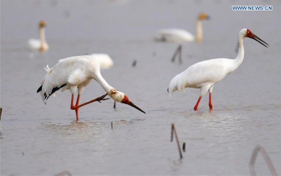 CHINA-POYANG LAKE-MIGRATORY BIRDS(CN)