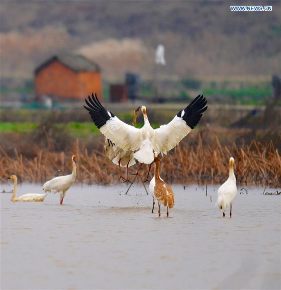 CHINA-POYANG LAKE-MIGRATORY BIRDS(CN)