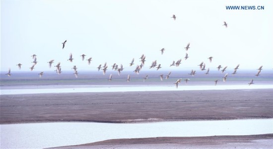 CHINA-POYANG LAKE-MIGRATORY BIRDS(CN)