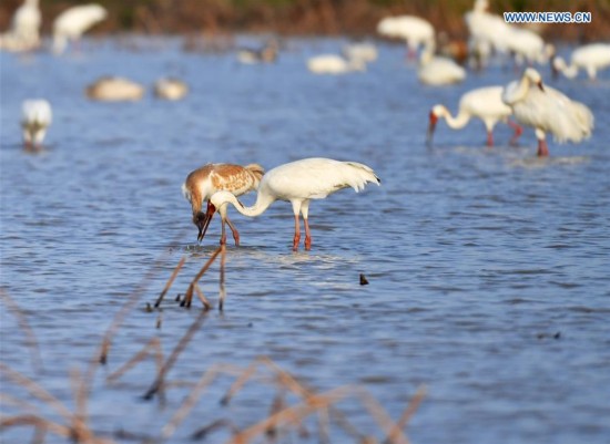 CHINA-POYANG LAKE-MIGRATORY BIRDS(CN)