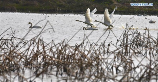 CHINA-POYANG LAKE-MIGRATORY BIRDS(CN)