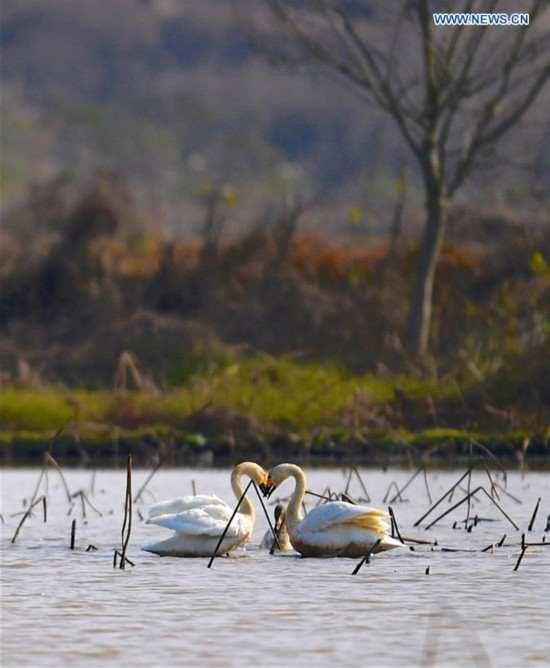 CHINA-POYANG LAKE-MIGRATORY BIRDS(CN)