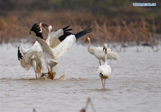 CHINA-POYANG LAKE-MIGRATORY BIRDS(CN)