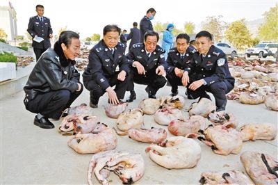 长期以来分散进入甘陕交界地带林区,安置猎套,猎绳,大量捕杀野生动物