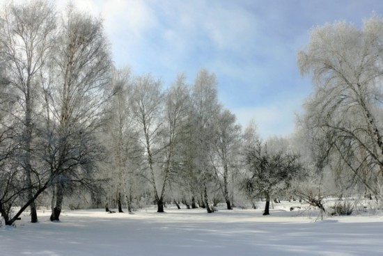 哈巴河县:雪花飘飘 漫步桦林(组图)