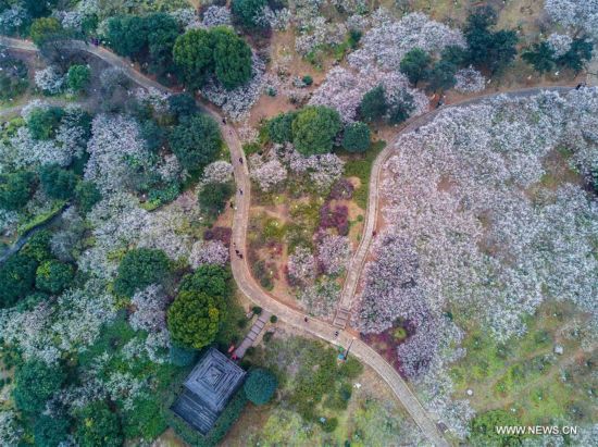 Blossoms take over as southeastern China welcomes spring