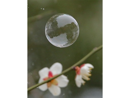 Blossoms take over as southeastern China welcomes spring