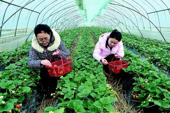 盐城盐都一家庭农场带动农民人均增收1.5万元