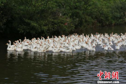 澄迈生态现代化建设九年 绿色GDP占比超七成