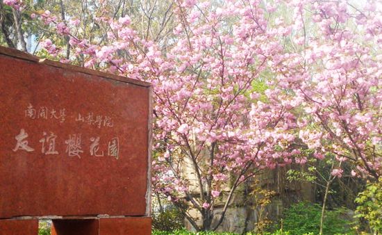 春至人间花弄色 除了桃花堤 津城还有这些花花世界 天津频道 人民网