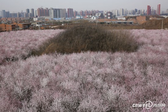 正是踏青赏花时 西安明秦王墓周围300亩山桃花盛开