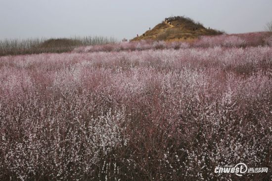 正是踏青赏花时 西安明秦王墓周围300亩山桃花盛开