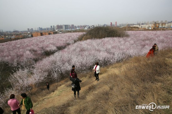 正是踏青赏花时 西安明秦王墓周围300亩山桃花盛开