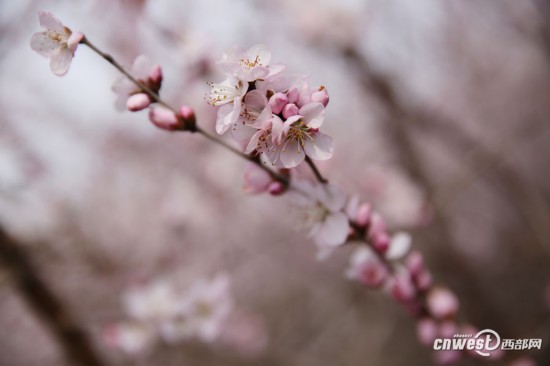 正是踏青赏花时 西安明秦王墓周围300亩山桃花盛开