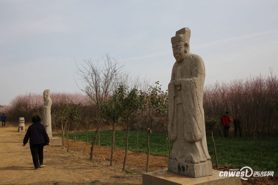 正是踏青赏花时 西安明秦王墓周围300亩山桃花盛开