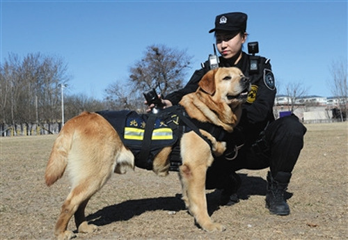 Police dog best sale with goggles