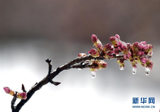 美国东北部遭遇暴风雪