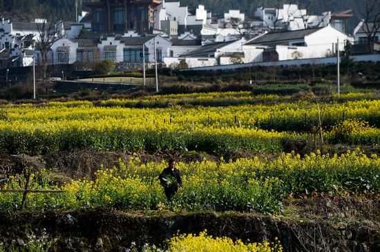 3月15日,一名村民在安徽省黄山市黟县卢村的油菜花田里劳作.