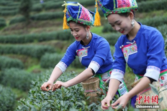 明前茶采摘季 贵州侗家女茶模采茶忙