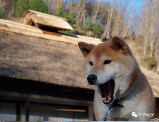 16歲表情包柴犬北登去世 日本網民集體哀悼