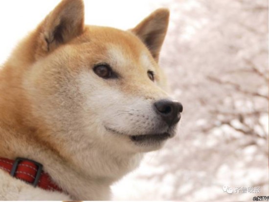 16歲表情包柴犬北登去世 日本網民集體哀悼