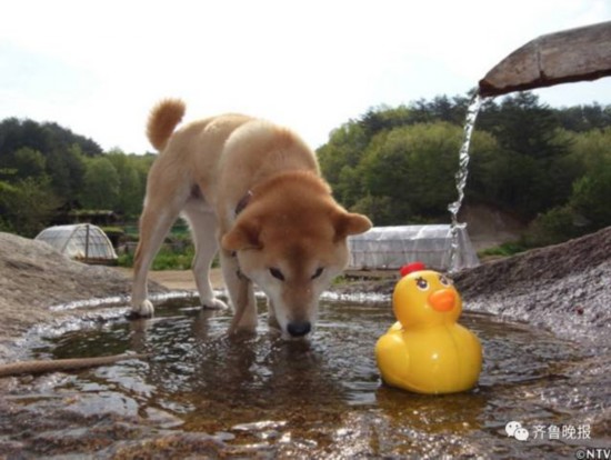 16歲表情包柴犬北登去世 日本網民集體哀悼