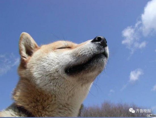 16歲表情包柴犬北登去世 日本網民集體哀悼