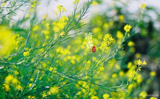 新清明节问候语 清明节问候客户领导的短信祝